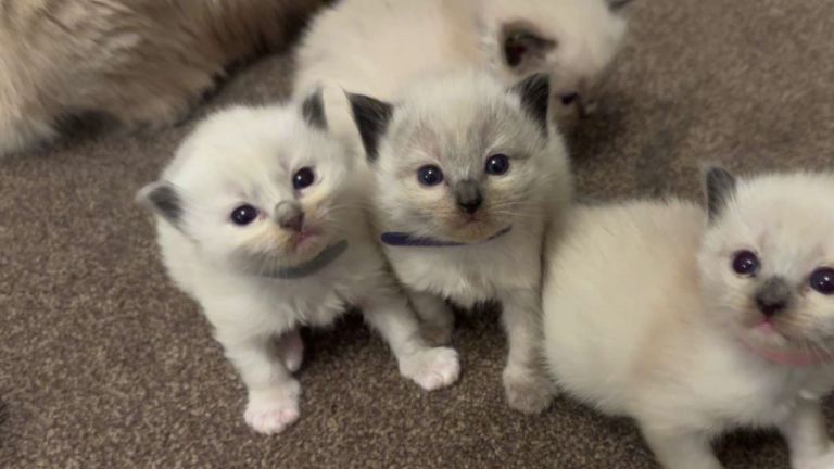 Ragdoll kittens 