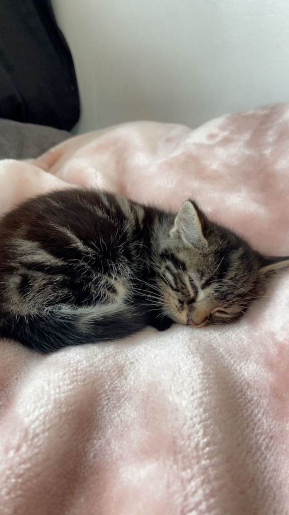 Female kittens 