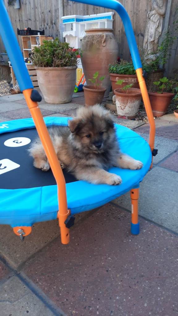Gorgeous Pomeranian puppy