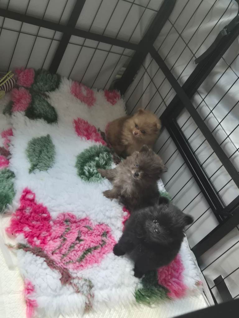 Stunning litter of pomeranian pups