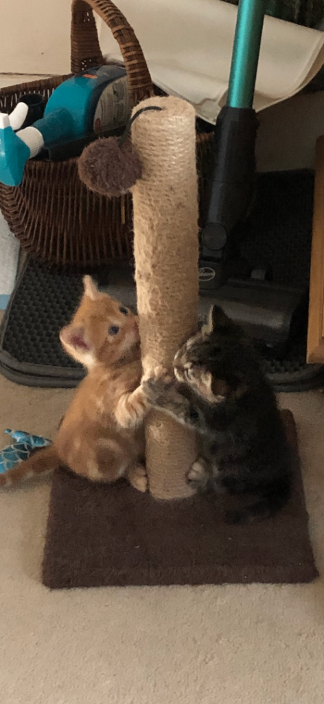 Beautiful kittens 