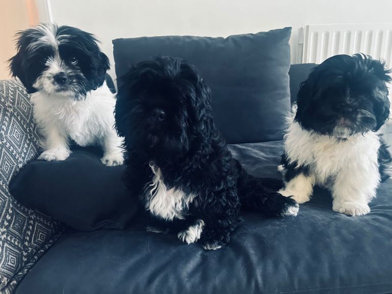 3 teddy bear like puppies for sale 