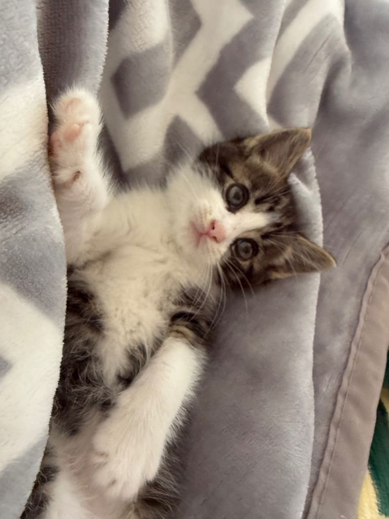 domestic longhair kitten