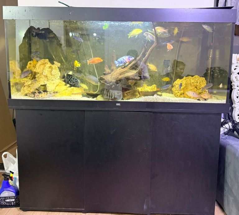 African Chiclids 