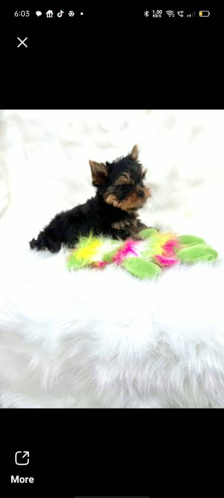 Yorkshire Terrier pups