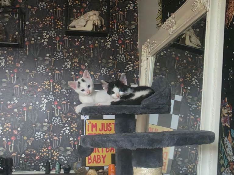 Kittens sold