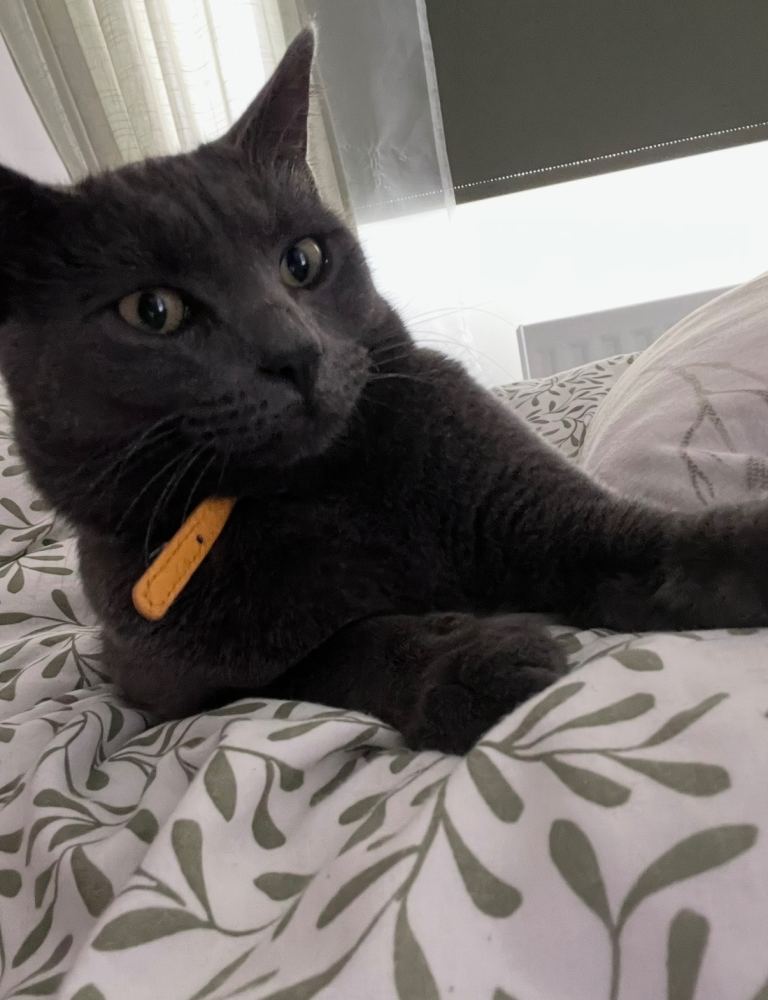 Lovely boy looking for a forever home 
