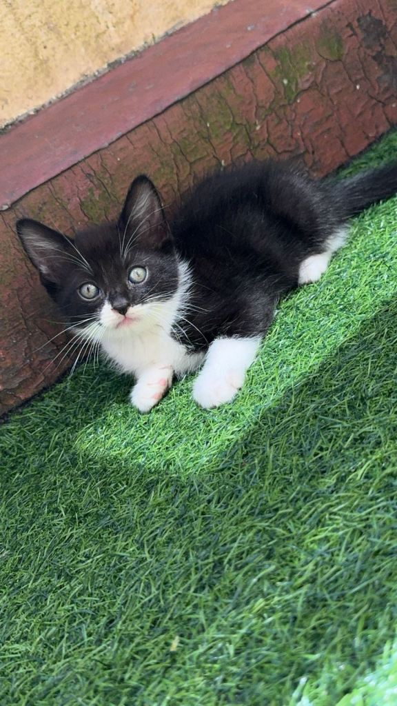 kittens 