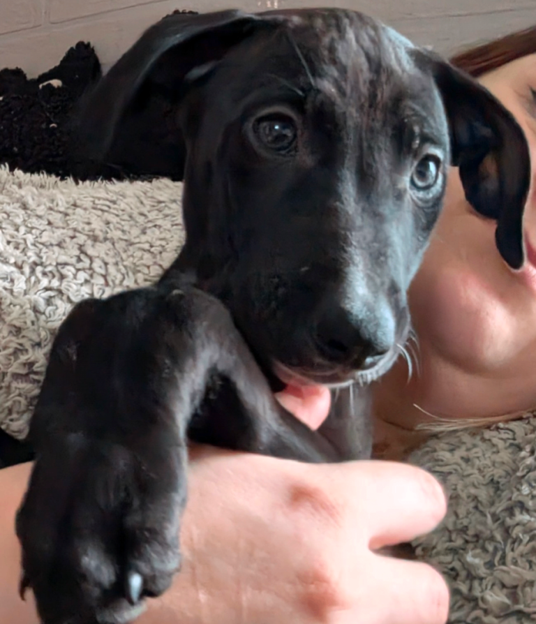 1x Black Beautiful Boy Saluki Whippet puppy💕 -last one 