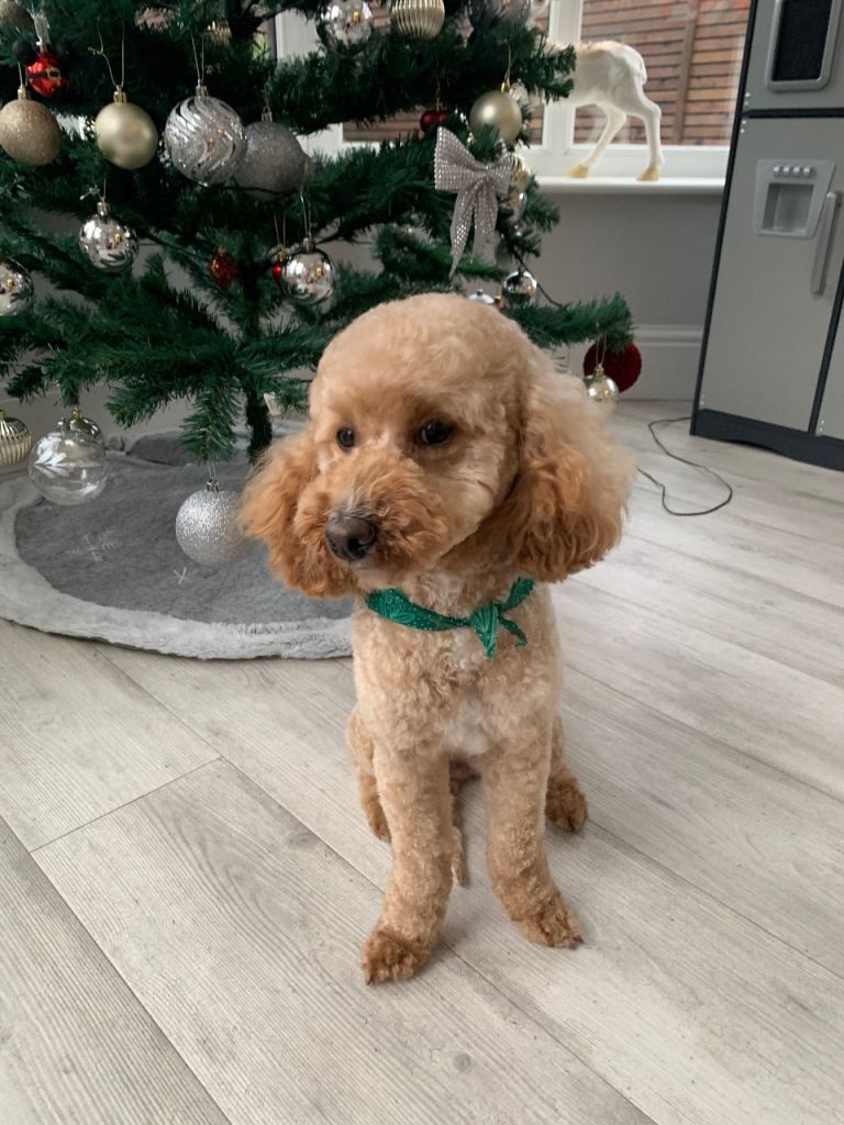 Our Dog Daisy for sale 