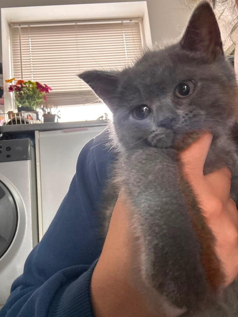 BSH kitten