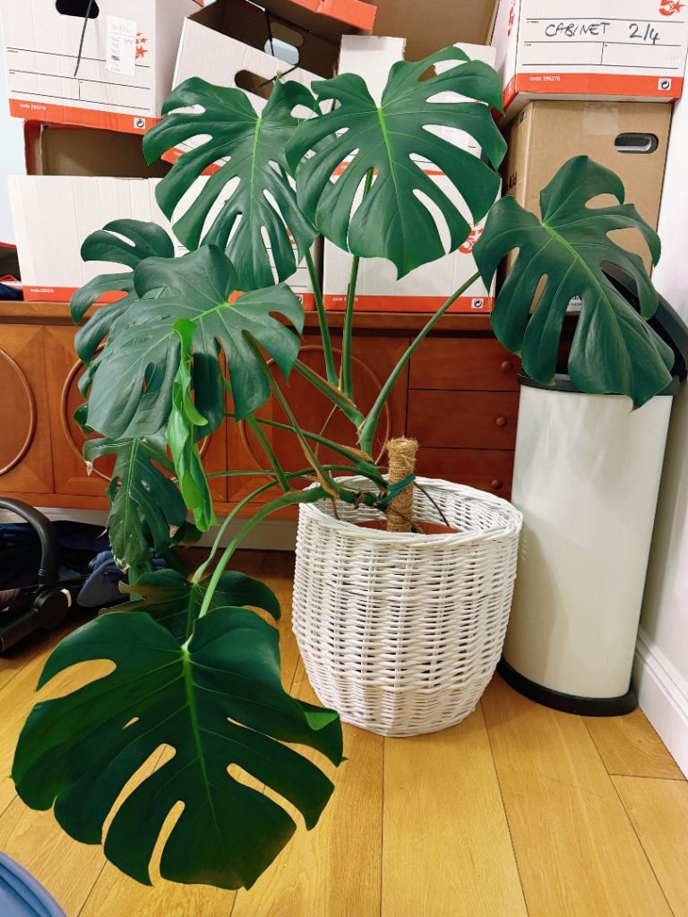 Large Monstera Deliciosa Plant with White Woven Pot