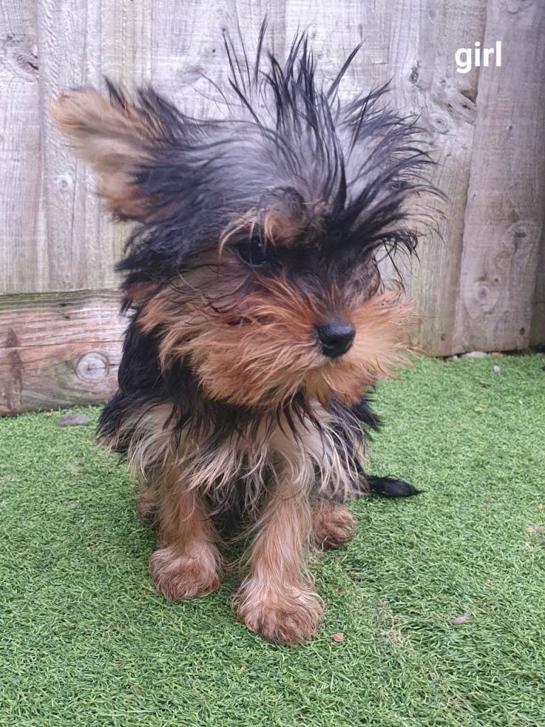 Yorkshire terrier puppies  1 girl