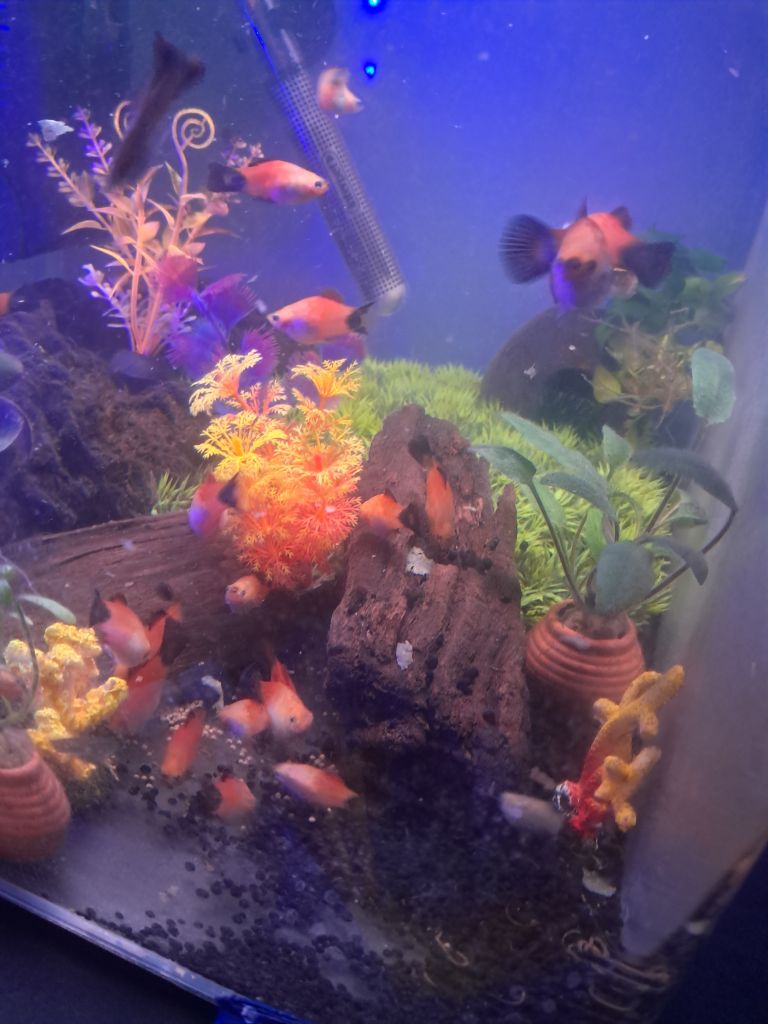 6 platys for sale 