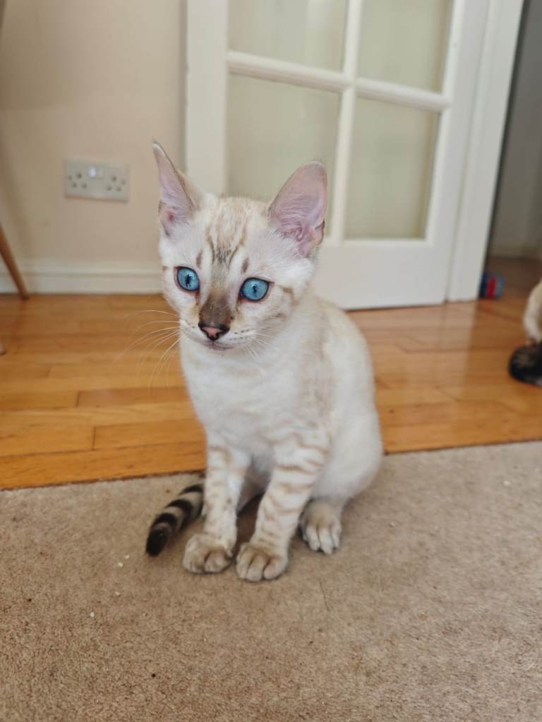 Pure beautiful female Bengal kitten