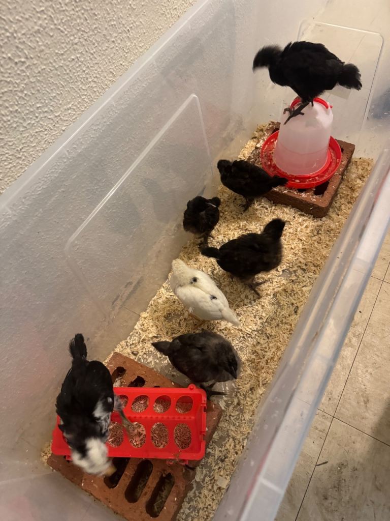 Chickens 