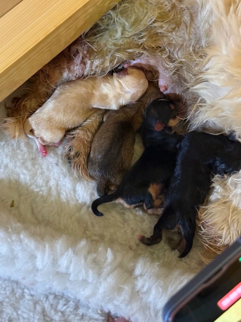 Yorkiepoo Puppies