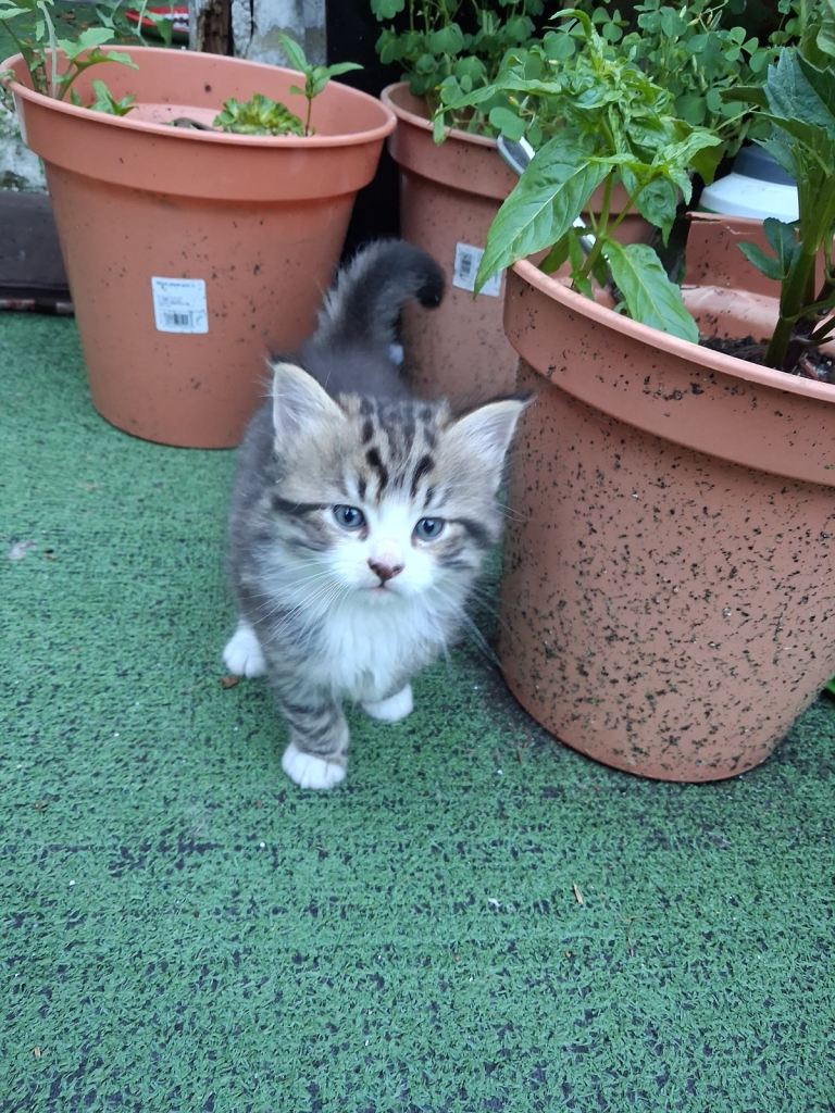 2 adorable well-behaved mixed breed kittens