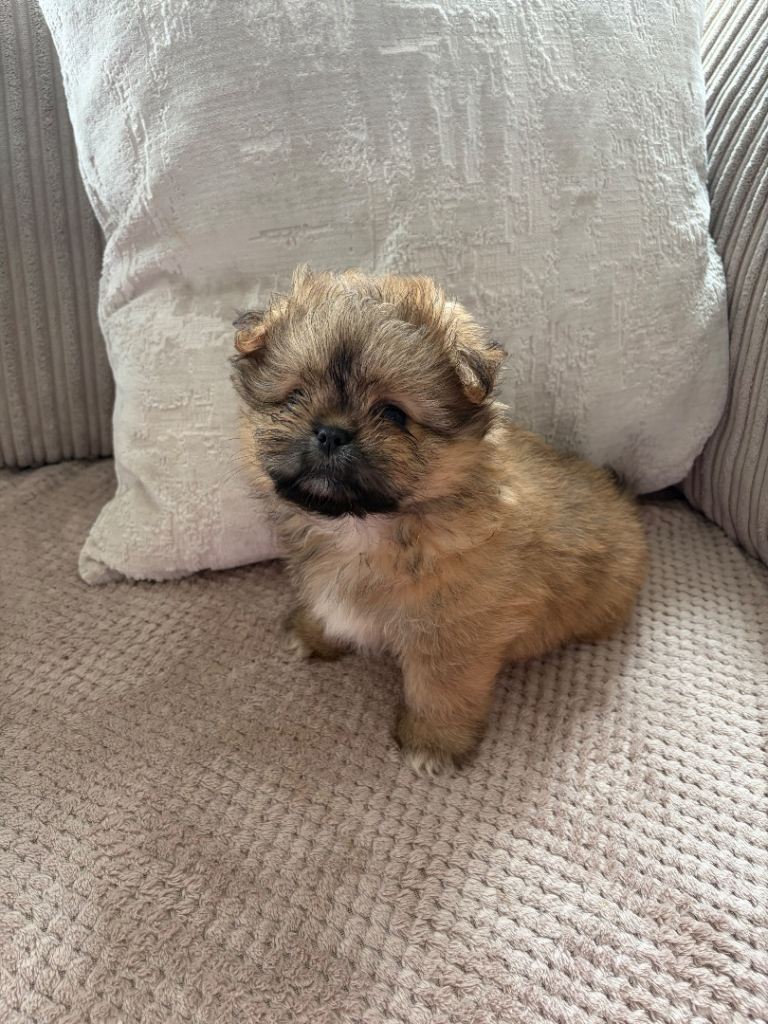 Pomeranian/ Shih Tzu puppies