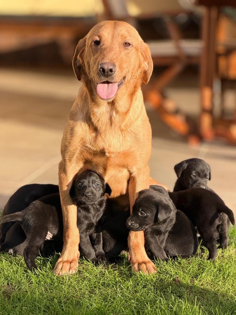 KC registered Black Labrador Puppy’s 