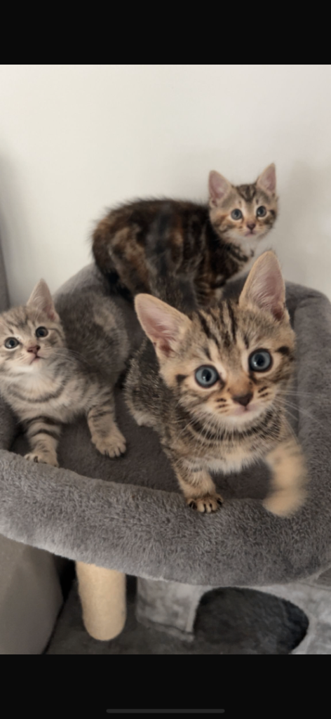 Amazing kittens