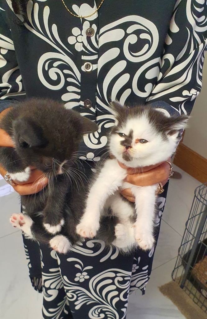 Mixed british shorthair kittens