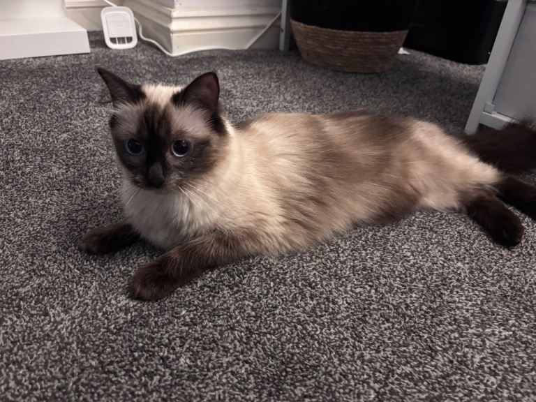 Gorgeous girl ragdoll 