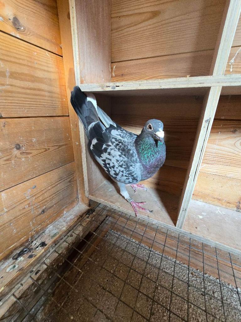 Healthy pigeons