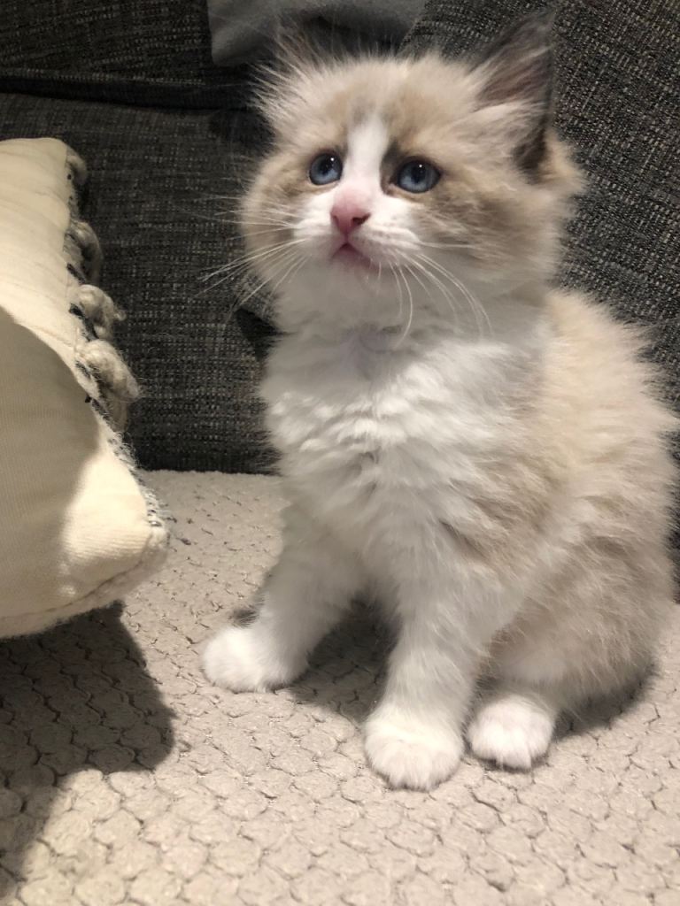 Beautiful Ragdoll kittens 