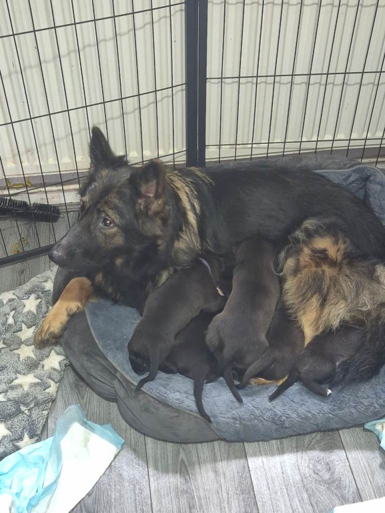 Beautiful Cross Breed puppies for sale