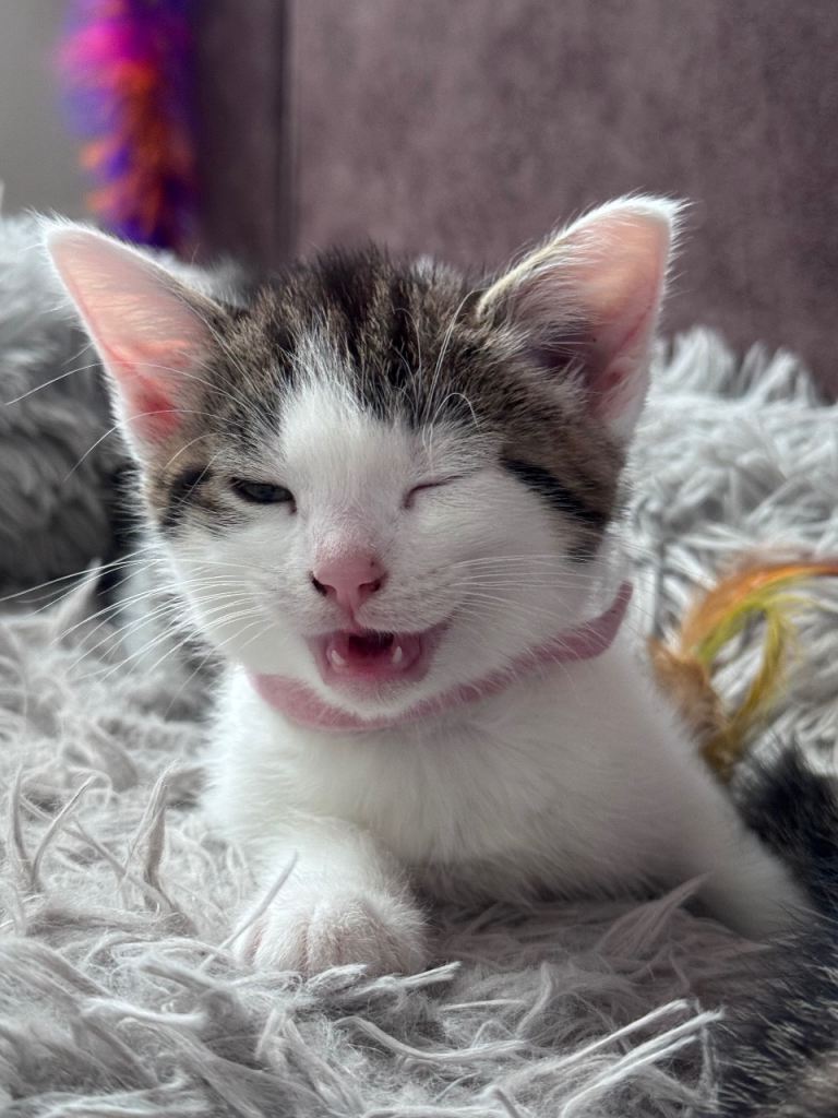 Kittens