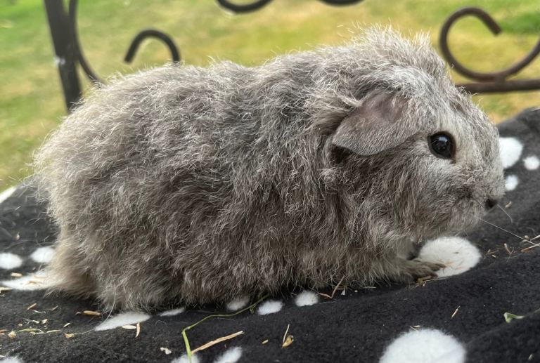 Guniea pig
