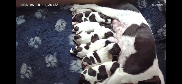 KC registered Springer Spaniel Puppies