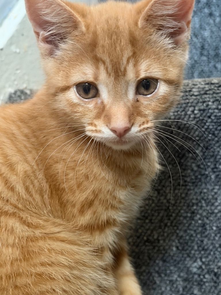 Female ginger kitten 