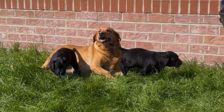 Labrador puppies 