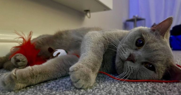 BRITISH SHORTHAIR FEMALE!!!! 🐾🐾😻😻