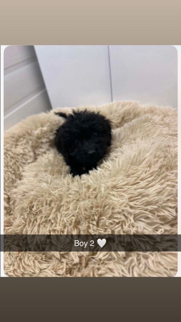 Cockerpoo puppy’s 