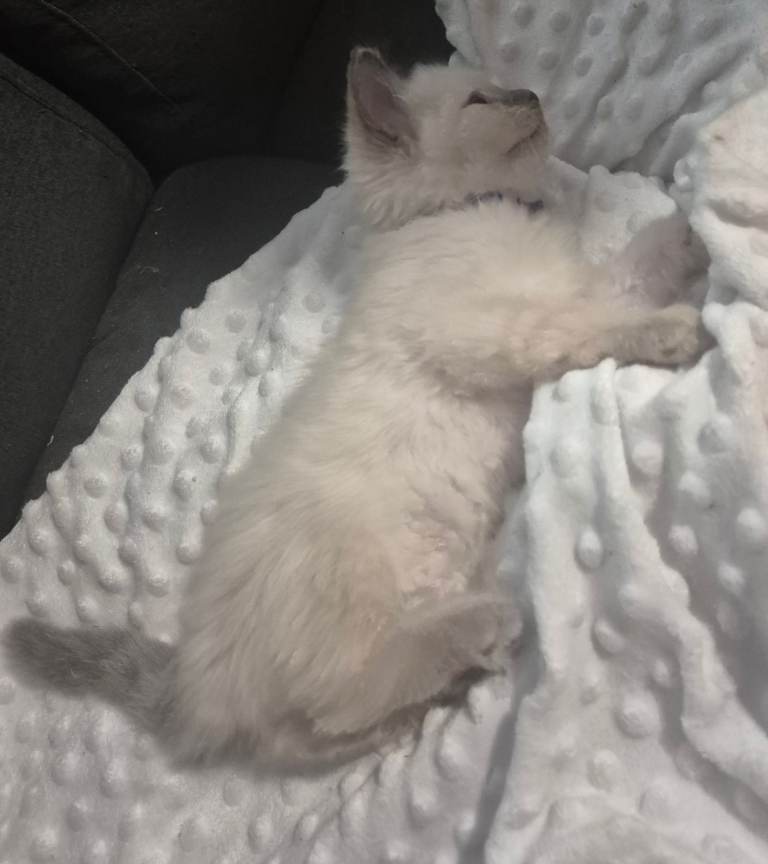 Friendly Ragdoll Blue Colour Point Kitten Ready for a New Home