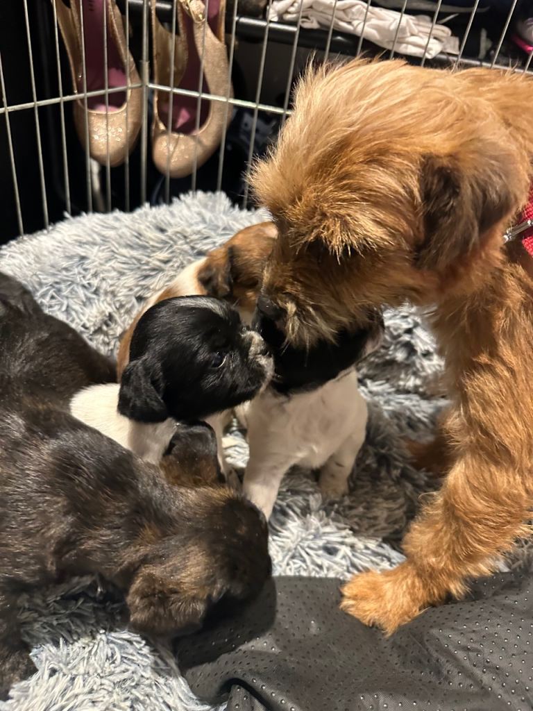 Stunning litter border terrier x jack Russell puppies 
