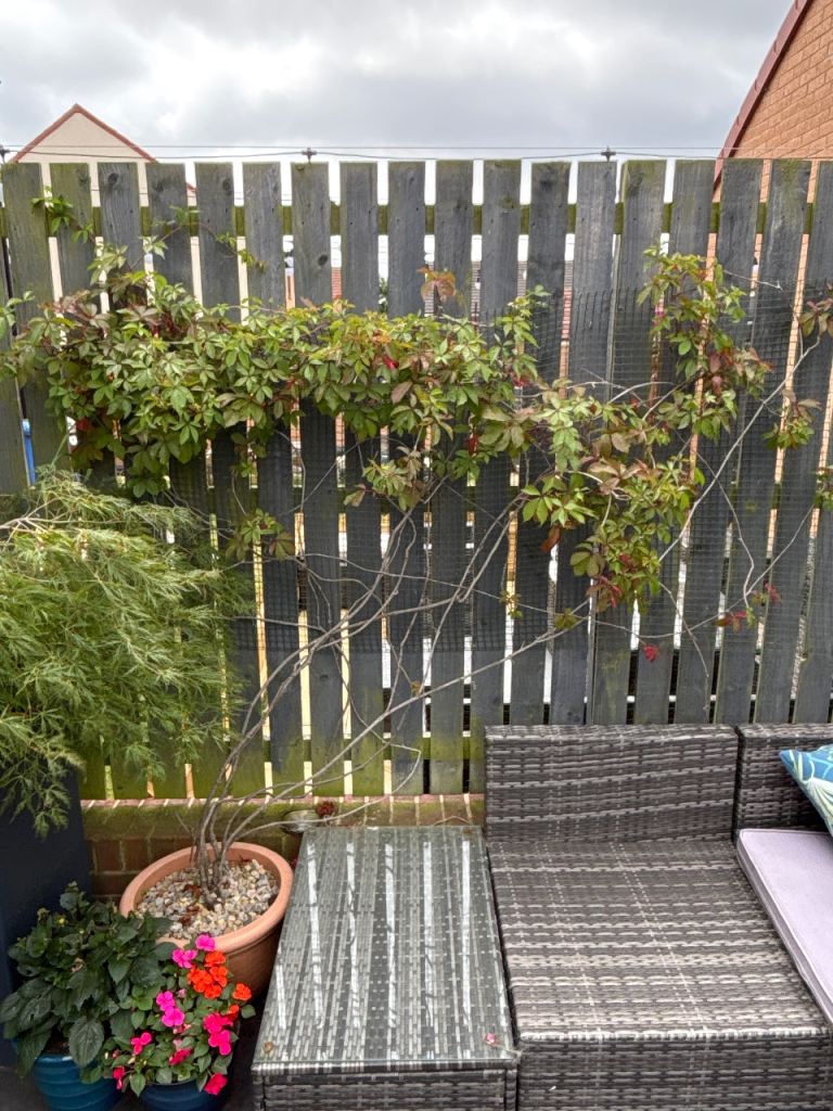 Established climber in pot 