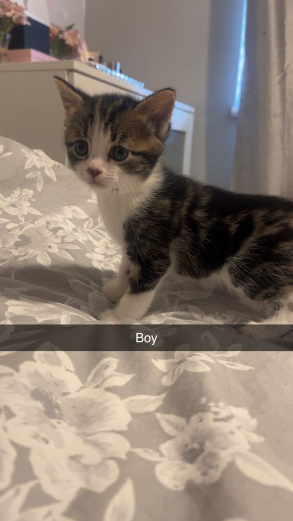 Female and male kittens for sale 