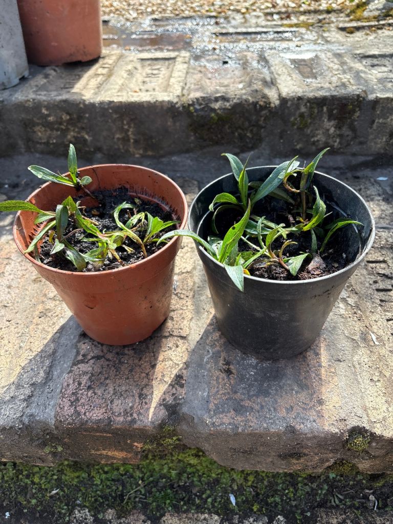 Michaelmas Daisy Seedlings 