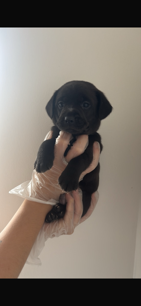 ONLY 2 LEFT cocker spaniel cross 