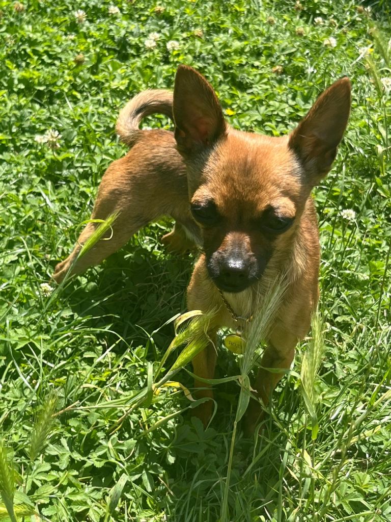 Gorgeous Russian toy terrier mix chihuahua 