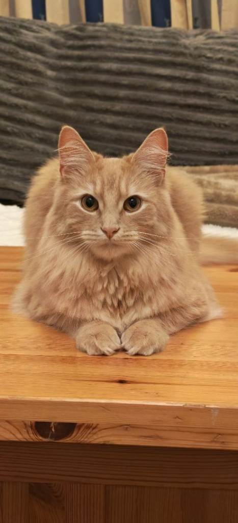 Male cat
