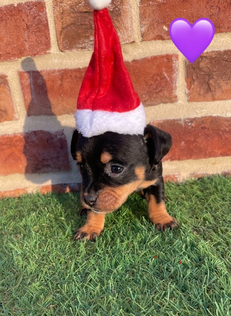  jack Russell puppies 