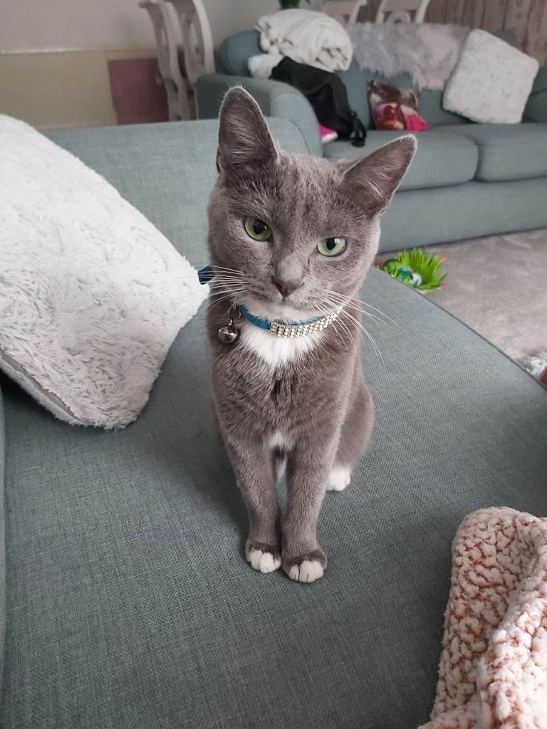 Beautiful cat for a loving home