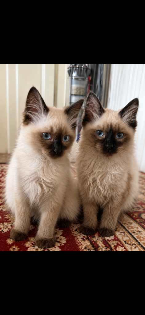 Ragdoll kittens ready now 2 boys left 