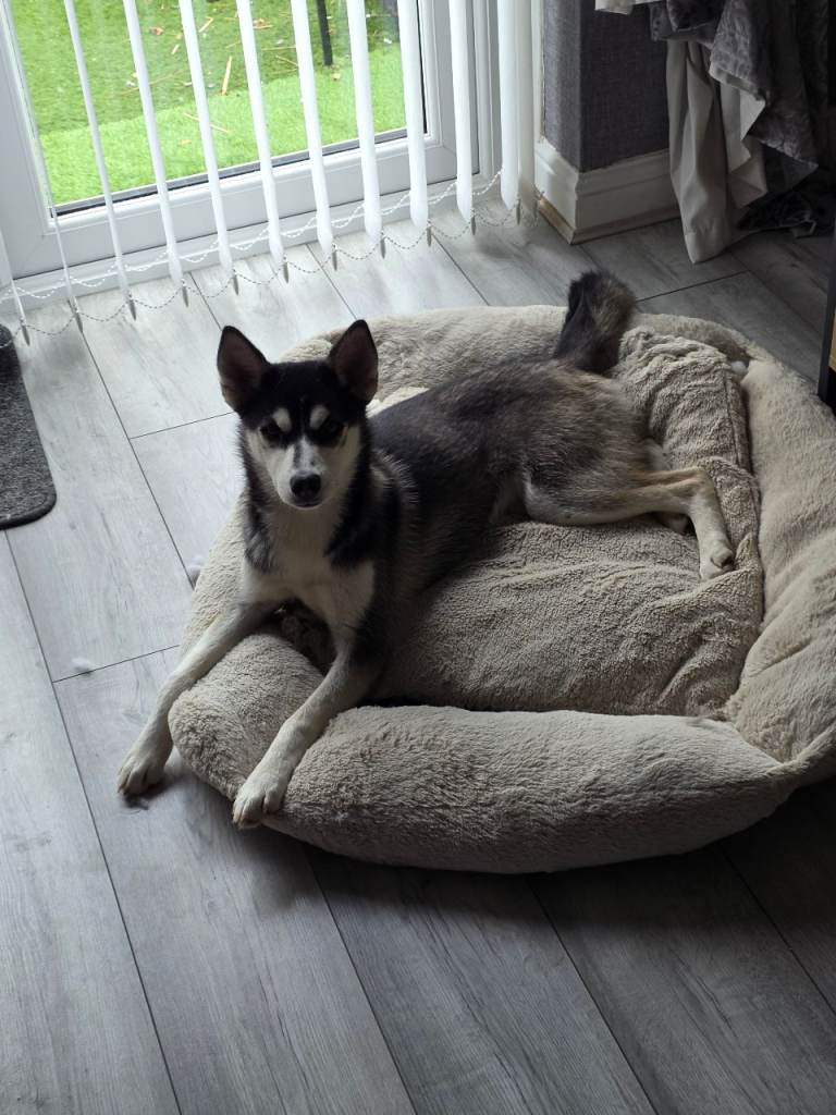Female Husky