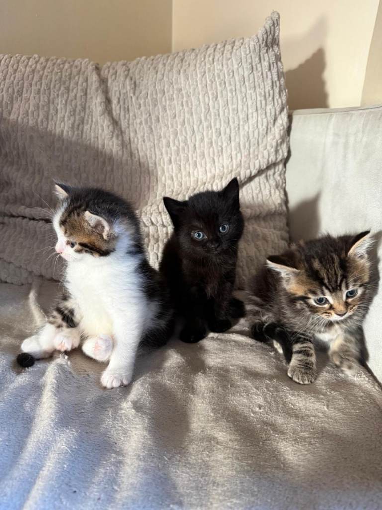 3 british long haired kittens for sale 